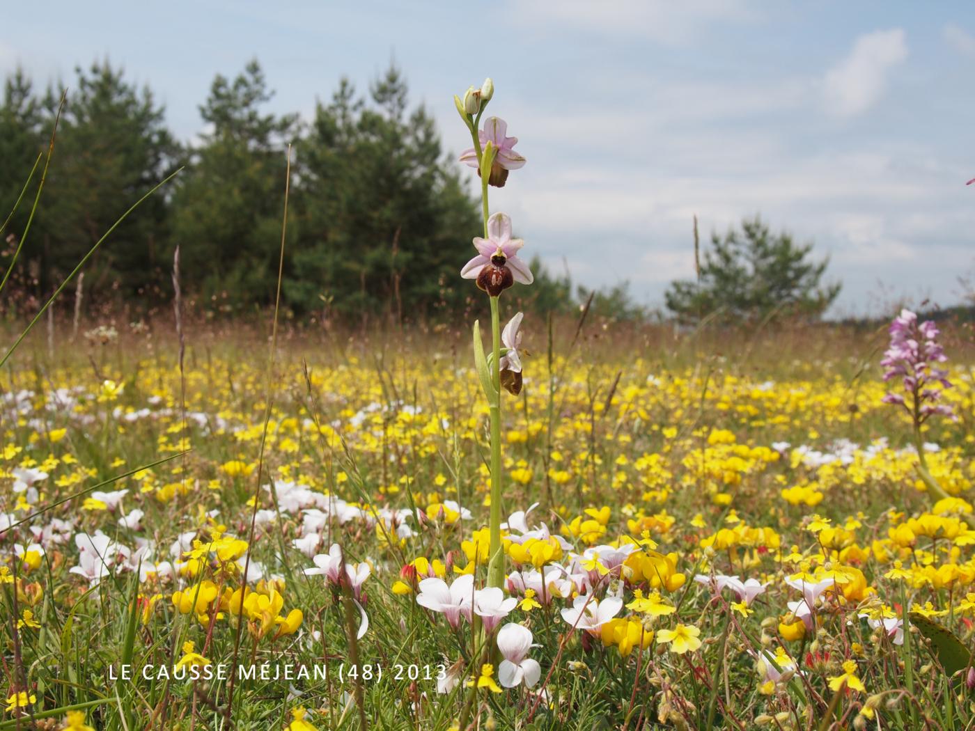 Ophrys of Aveyron plant